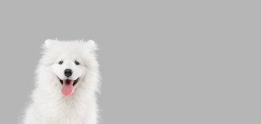 Şirin, akıllı Samoyed köpeğinin portresi, gri stüdyo arka planında izole edilmiş köpek yavrusu. El ilanı.