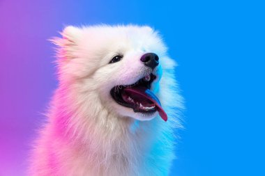 Yakın plan şirin beyaz Samoyed köpek pembe neon ışıkta mavi arka planda izole poz.
