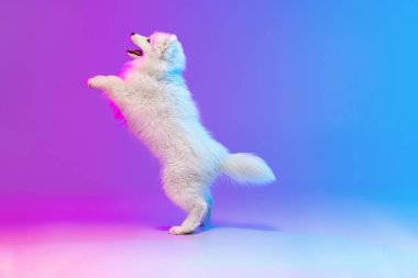 Mavi arka planda pembe neon ışıkta izole edilmiş şirin beyaz Samoyed köpek portresi. Yan görünüm