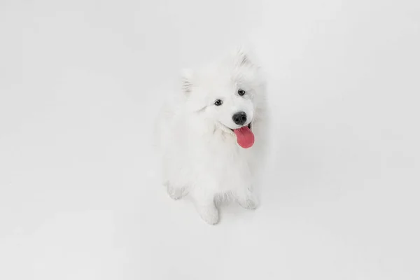 Portrait de beau chien Samoyed intelligent, chiot en mouvement isolé sur fond de studio blanc. Vue d'en haut — Photo