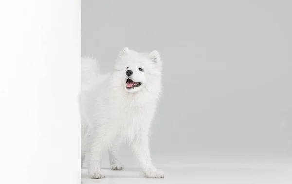 Porträtt av smart vacker Samoyed hund poserar isolerad på grå studio bakgrund — Stockfoto