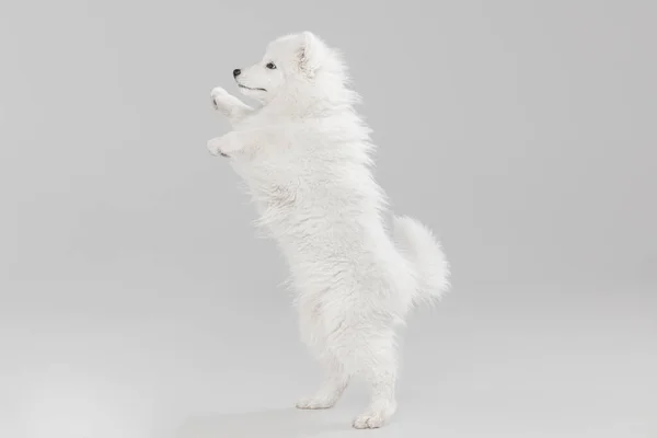 Porträtt av smart vacker Samoyed hund, valp i rörelse isolerad på vit studio bakgrund. Sidovy — Stockfoto