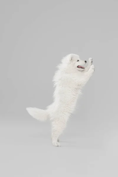 Portrait de beau chien Samoyed intelligent, chiot en mouvement isolé sur fond de studio gris. Vue latérale — Photo