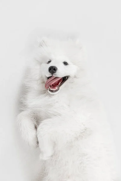 Porträtt av smart vacker Samoyed hund, valp poserar isolerad på vit studio bakgrund — Stockfoto