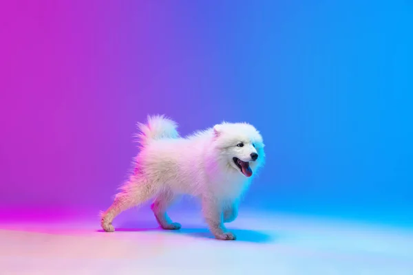 かわいい白の肖像画美しいですネオンライトでグラデーション青ピンクの背景に隔離されたSamoyed犬のポーズ. — ストック写真