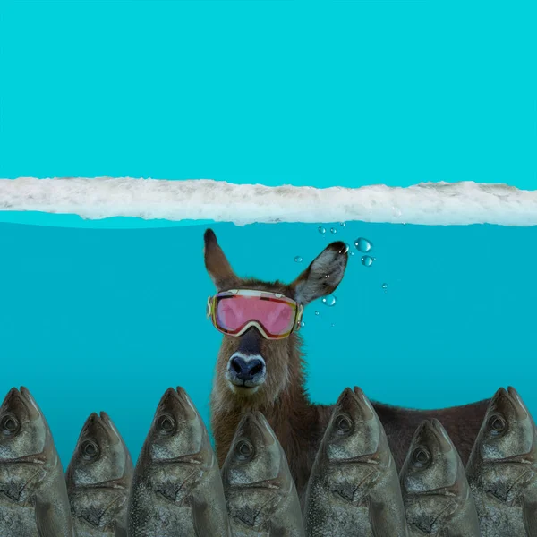 Potápění, chrápání. Vtipná kresba. Kreativní kompozice s oslem v brýlích pod vodou. — Stock fotografie