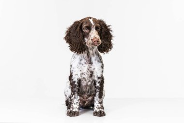 Stüdyo resmi köpek yavrusu sakince beyaz arka planda oturuyor.