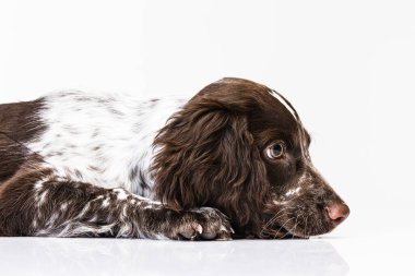 Beyaz arka planda sakince yatan köpek yavrusunun yakın plan portresi.