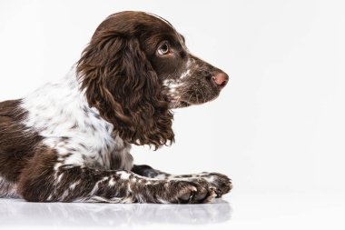 Yavru köpek beyaz stüdyo arka planına doğru bakıyor.