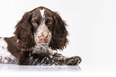Beyaz stüdyo arka planında spanyel köpek portresi aranıyor.