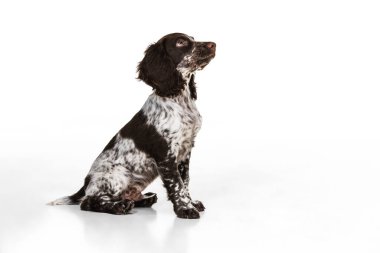 Özenle beyaz stüdyo arka planında spanyel köpek portresi ararken ve dinlerken