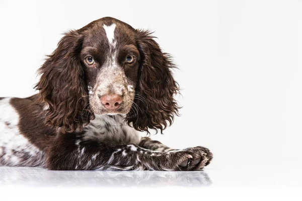 Beyaz stüdyo arka planında spanyel köpek portresi aranıyor.