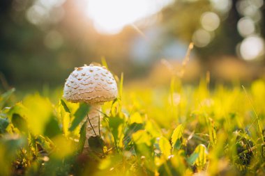 Doğa estetiği. Çimenlerdeki küçük mantarların güneşli görüntüsü. Sıcak yaz günü