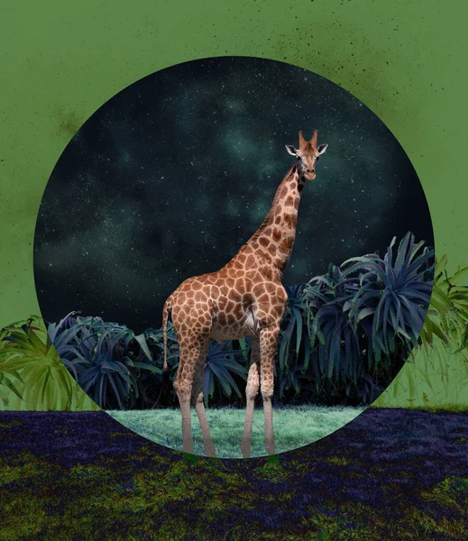 Contemporary art collage of giraffe isolated over night jungle background. Animals protection — Stock Photo, Image