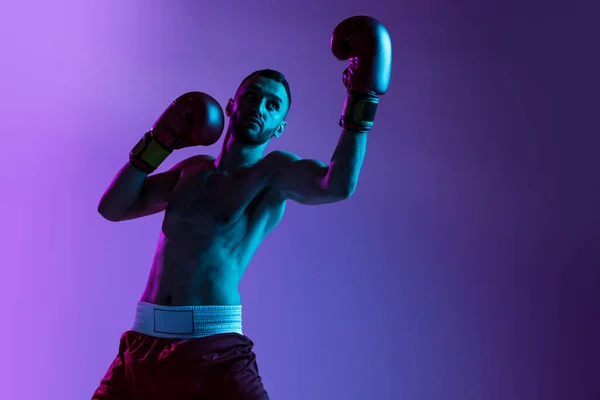 Porträtt av en professionell boxare i röda shorts träning, tränar isolerad över lila bakgrund i neonljus. — Stockfoto