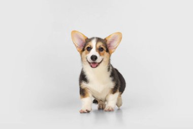Beyaz arka planda izole edilmiş Corgi sevimli köpek. Kürklü arkadaş