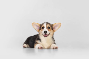 Tatlı ve şirin Corgi köpeği, beyaz arka planda izole edilmiş gülümseyen köpek yavrusu. Kürklü arkadaş