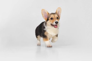 Tatlı ve şirin Corgi köpeği, beyaz arka planda yürüyen köpek yavrusu. Kürklü arkadaş