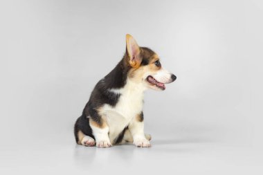 Beyaz arka planda izole edilmiş küçük komik köpek ve mantar yavrusu..