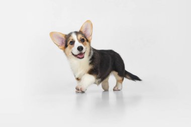 Tatlı ve şirin Corgi köpeği, beyaz arka planda yürüyen köpek yavrusu. Kürklü arkadaş