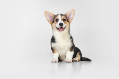 Beyaz arka planda izole edilmiş Corgi sevimli köpek. Kürklü arkadaş