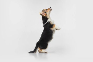 Beyaz arka planda izole edilmiş şirin, güzel bir Corgi köpeğinin portresi. Yan görünüm
