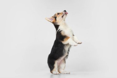 Beyaz arka planda izole edilmiş şirin, güzel bir Corgi köpeğinin portresi. Yan görünüm