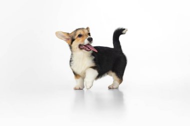 Beyaz arka planda izole edilmiş tatlı ve tatlı gülümseyen yürüyen bir Corgi köpeği. Neşeli ve mutlu köpek