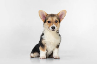 Corgi şirin köpek, beyaz arka planda izole edilmiş köpek yavrusu. Kürklü arkadaş