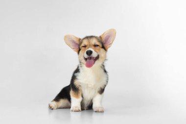 Tatlı ve şirin Corgi köpeği, beyaz arka planda izole edilmiş gülümseyen köpek yavrusu. Kürklü arkadaş