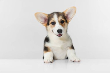 Yakın plan Corgi köpeği beyaz arkaplan üzerinde izole poz.