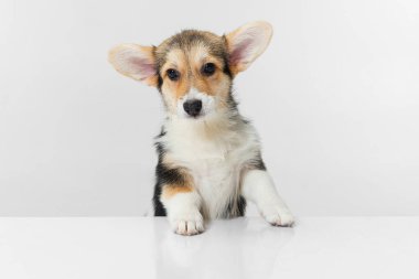 Yakın plan Corgi köpeği beyaz arkaplan üzerinde izole poz.