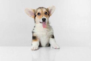 Yakın plan Corgi köpeği beyaz arkaplan üzerinde izole poz.