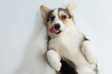 Tüylü arkadaş. Beyaz arka planda, sırtüstü uzanmış tatlı, şirin Corgi köpeği.