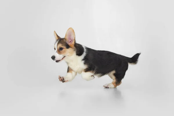 Sweet and cute corgi dog, puppy running over white background. Furry friend. Side view — Stock Photo, Image