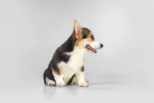 Pequeño perro divertido, perrito corgi posando aislado sobre fondo blanco. — Foto de Stock