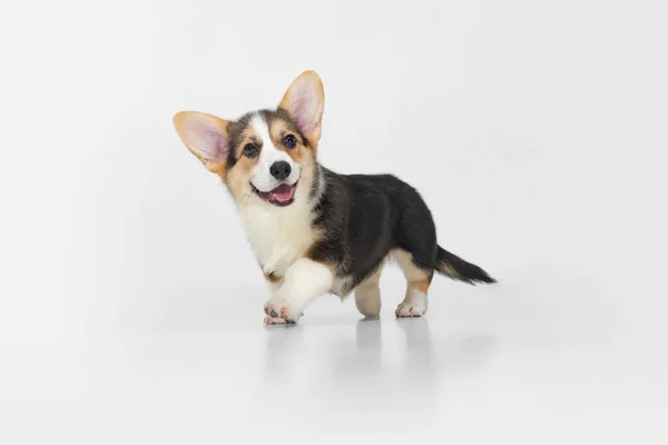 Dulce y lindo perro corgi, cachorro caminando sobre fondo blanco. Amigo peludo — Foto de Stock