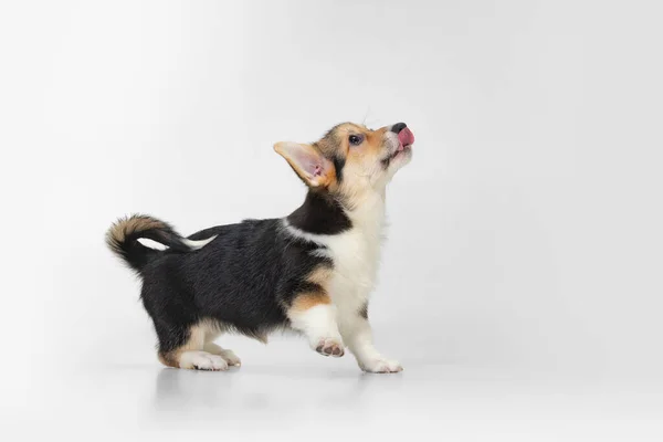 Söt och söt corgi hund tittar uppåt isolerad över vit bakgrund. — Stockfoto