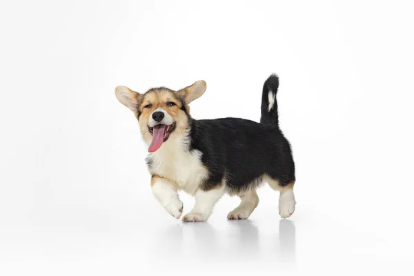 귀엽고 귀엽게 생긴 코기 개가 웃으며 흰 배경 위로 외딴 곳을 걷고 있다. 기쁨에 넘쳐 행복 한 강아지 — 스톡 사진