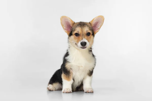 Perro lindo Corgi, cachorro aislado sobre fondo blanco. Amigo peludo — Foto de Stock