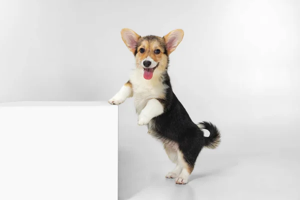 Estudio foto de perro alegre corgi apoyado en muebles aislados sobre fondo blanco — Foto de Stock