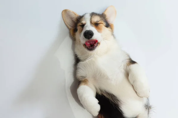 Lindo cachorro somnoliento, perro corgi aislado sobre fondo blanco — Foto de Stock