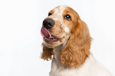 Güzel Cocker Spaniel köpeğinin ağız kapağı beyaz arka planda izole edilmiş yiyecek arıyor ve yalvarıyor..