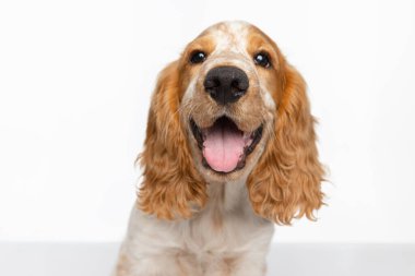 Beyaz arka planda izole edilmiş sevimli Cocker Spaniel köpeği. Ağızlığı kapat