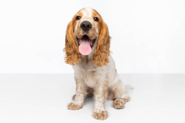 Tatlı ve tatlı Cocker Spaniel köpeği beyaz arka planda yalnız başına oturuyor.