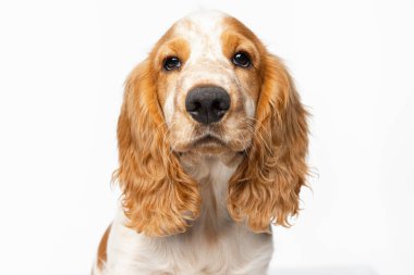 Beyaz arka planda izole edilmiş güzel Cocker Spaniel köpeğinin ağızlığı. Sadık arkadaş