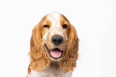 Beyaz arka planda izole edilmiş Cocker Spaniel köpeğinin güzel gülümseyen ağızlığı. Köpek göz kırpıyor.