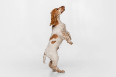 Beyaz arka planda izole edilmiş arka ayakları üzerinde duran kibar Cocker Spaniel köpeğinin yan görünümü.