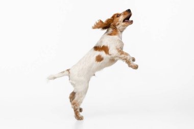 Beyaz arka planda izole edilmiş neşeli Cocker Spaniel köpek zıplama ve oyuncak yakalama
