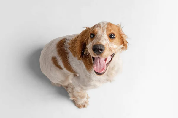 Lindo perro Cocker Spaniel sonriente mirando hacia arriba aislado sobre fondo blanco. Vista superior — Foto de Stock